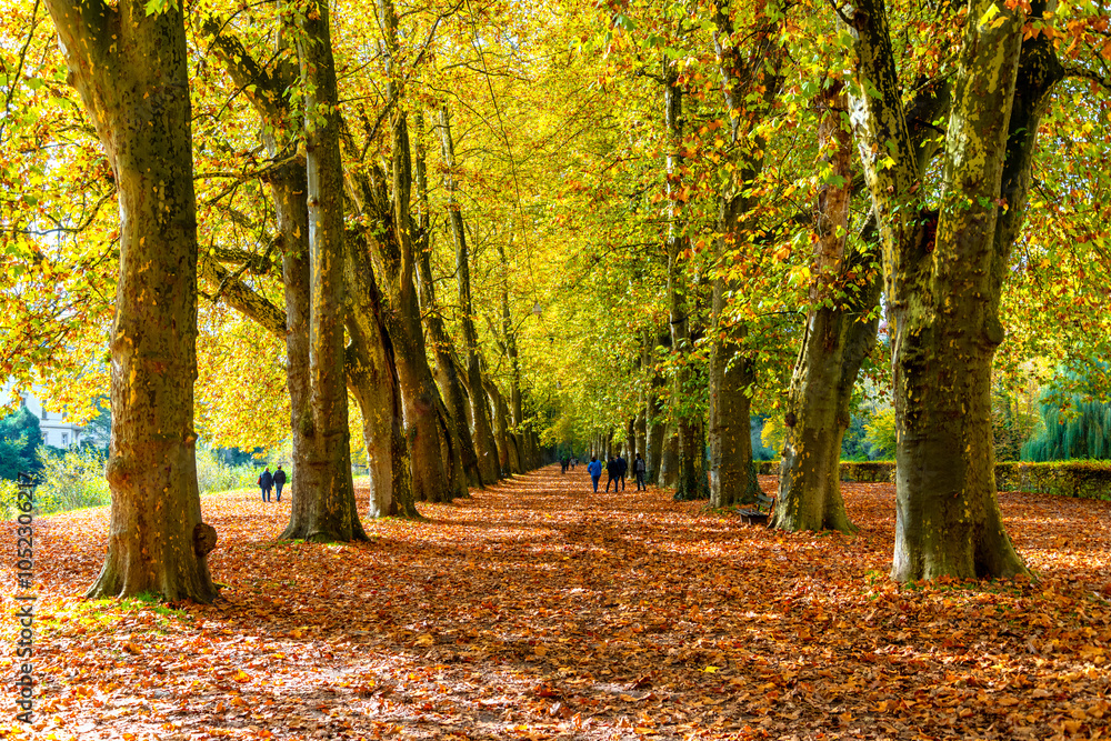 Obraz premium Plane tree avenue on Neckar island in Tübingen in Baden-Württemberg on a sunny fall day. The idyllic atmosphere under the treetops of the mighty trees invites you to linger and take a autumn stroll