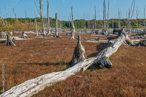 Dead Tree Landscape photo