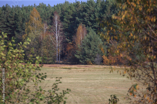 Fototapeta Naklejka Na Ścianę i Meble -  Beautiful autumnal scene. Autumn foliage background. Trees with yellow leaves
