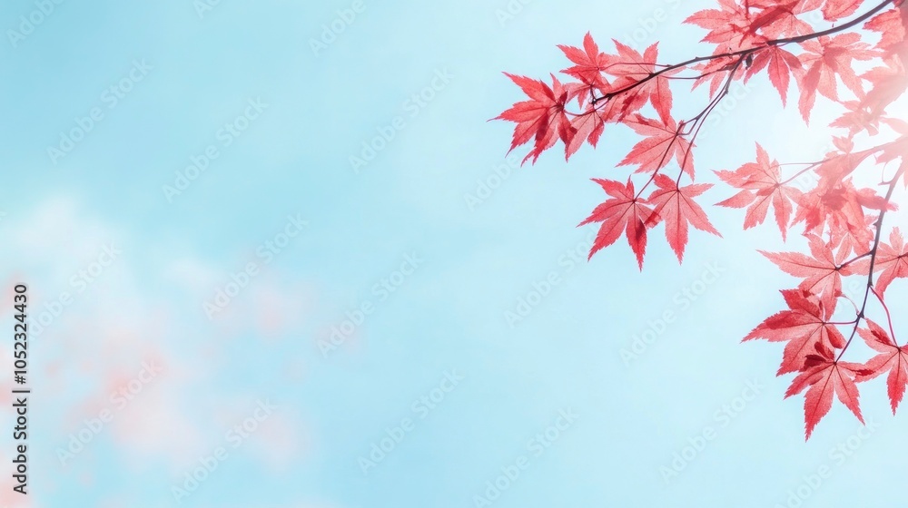 Blue sky background with red maple leaves with copy space. Autumn season banner template. Blue sky background with red maple leaves with copy space. Autumn season banner template.