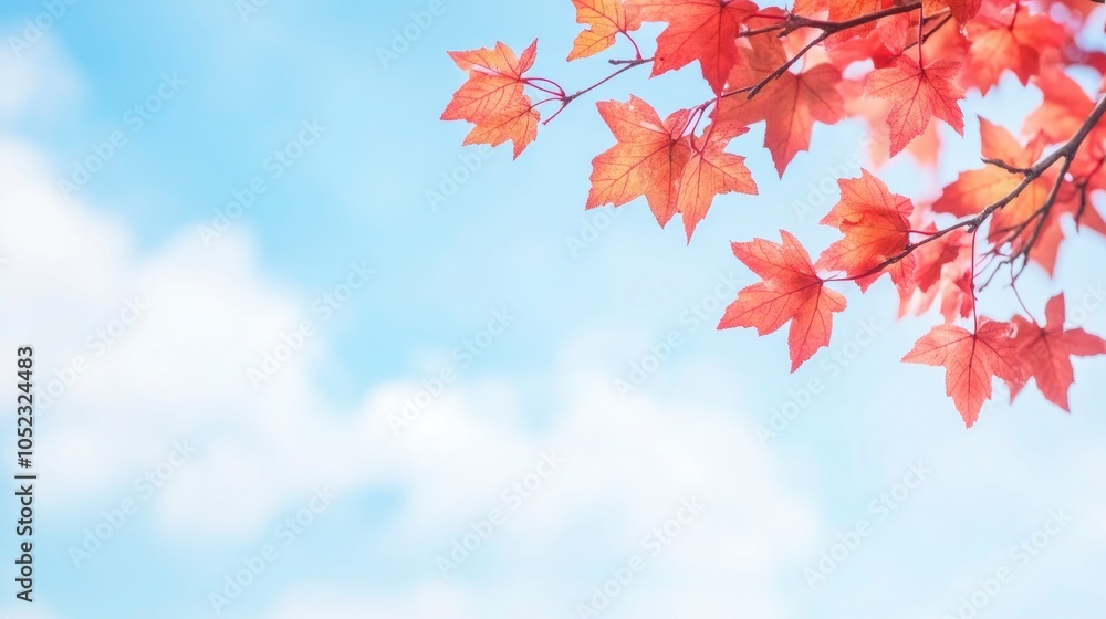 Blue sky background with red maple leaves with copy space. Autumn season banner template. Blue sky background with red maple leaves with copy space. Autumn season banner template.