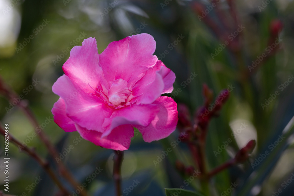 Obraz premium Pink oleander flower under sunlight. Oleander, also known as nerium oleander or rosebay, is cultivated worldwide.