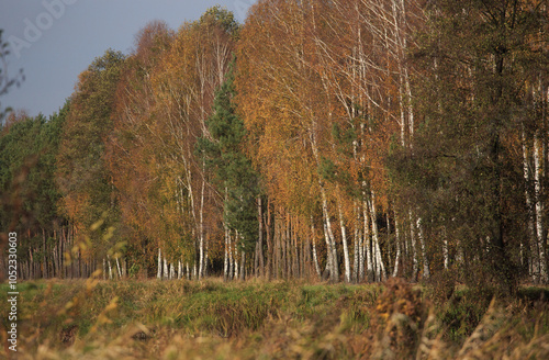 Fototapeta Naklejka Na Ścianę i Meble -  Beautiful autumnal scene. Autumn foliage background. Trees with yellow leaves