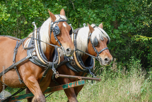 a pair of beautiful shire horses with working leather harness photo