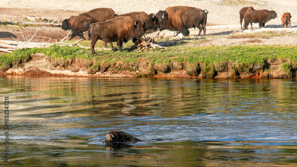 Fototapeta premium Wild Buffalo American Bison Crossing Water in Yellowstone National Park River