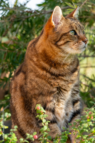 Chat tigré européen