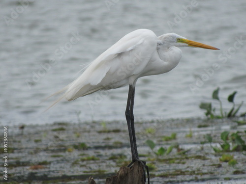 Ardea alba modesta or Graça Branca Grande on a log in the river waiting for an opportunity to catch a fish photo