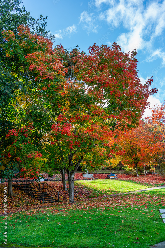 Naklejka premium Lake Park Autumn Trees 2