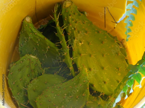 Nopales o cactus cortado  con espinas dentro de una cubeta amarilla que sera alimento en mexico mejor conocido como nopales