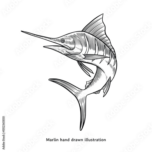 Marlin illustration. Marlin fish hand drawn illustration in vintage hand drawn style