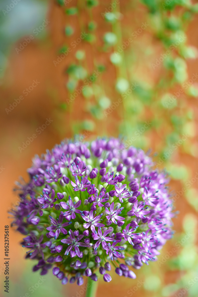Obraz premium Abstract macro close-up with strong blur of an Allium flower. Copy space