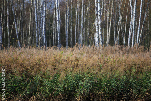 Fototapeta Naklejka Na Ścianę i Meble -  Sunny day. Yellow foliage on trees in autumn