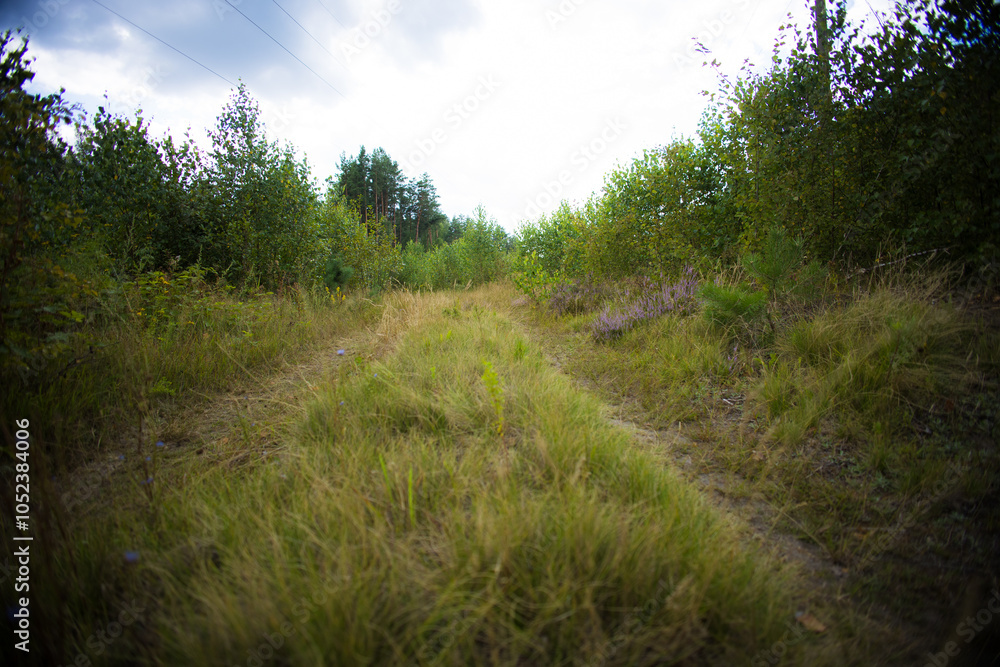 A tranquil natural landscape with a grassy path leading into a dense forest under a cloudy sky, radiating tranquility and perfect for exploration. An old beautiful overgrown road. A tranquil natural landscape with a grassy path leading into a dense forest under a cloudy sky, radiating tranquility and perfect for exploration. An old beautiful overgrown road.