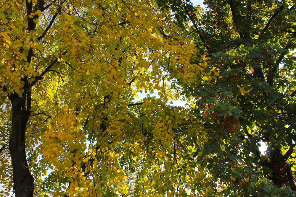 autumn leaves on the tree,autumn linden tree with yellow and green leaves 