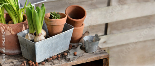 leaf of bulb plants  in terracotta flower pots and decorative metal can on ga...