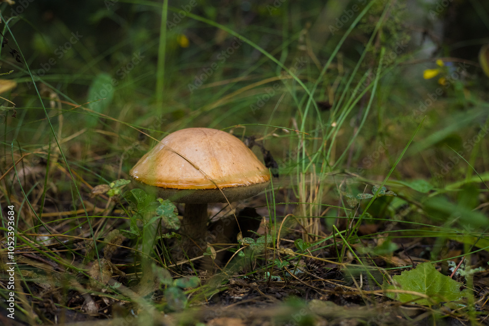 The wild boletus mushroom thrives in the forest, surrounded by lush greenery and dry leaves. The earthy brown color and delicate texture of the mushroom add organic charm to the serene landscape. The wild boletus mushroom thrives in the forest, surrounded by lush greenery and dry leaves. The earthy brown color and delicate texture of the mushroom add organic charm to the serene landscape.