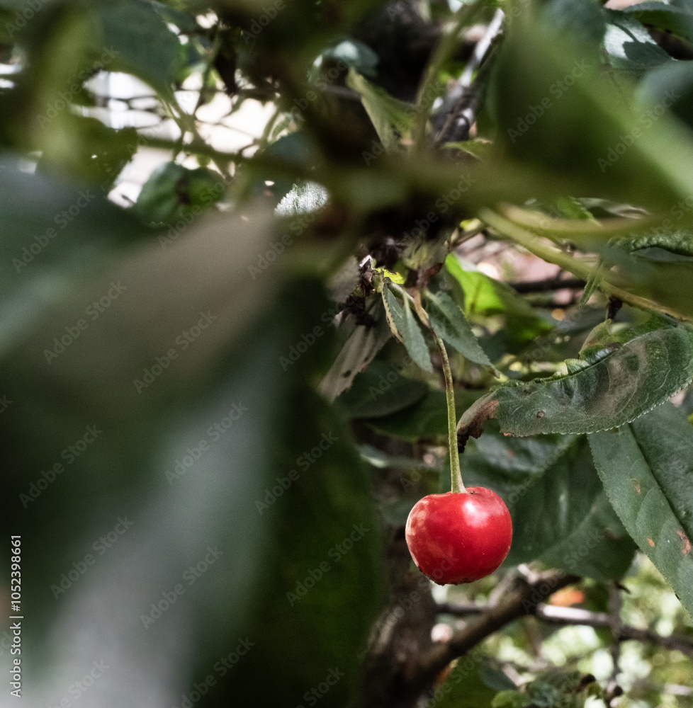 Obraz premium cherry on a branch
