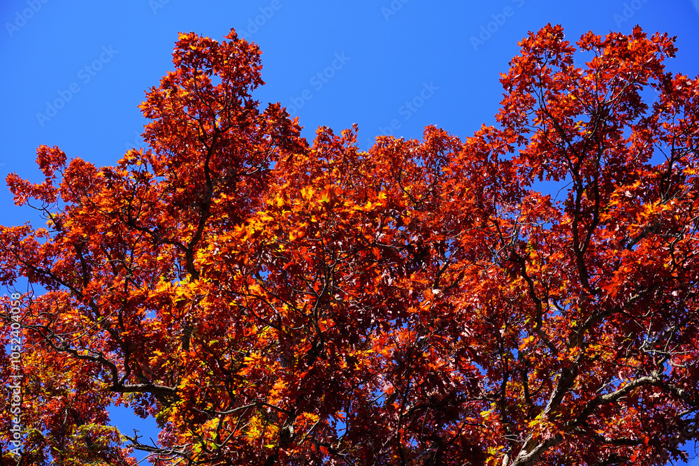 Φωτογραφία red oak autumn leaves