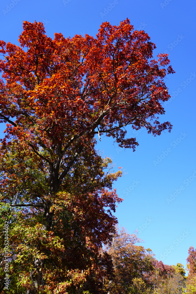 Φωτογραφία autumn trees against sky