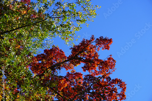 autumn leaves against sky