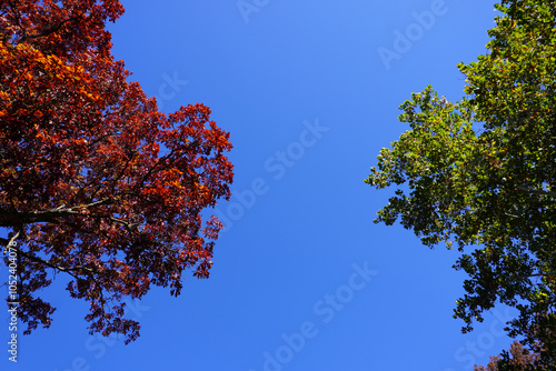 autumn leaves against blue sky changing season