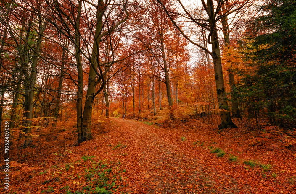 Fototapeta premium autumn in the Owl Mountains, Lower Silesia, Poland.