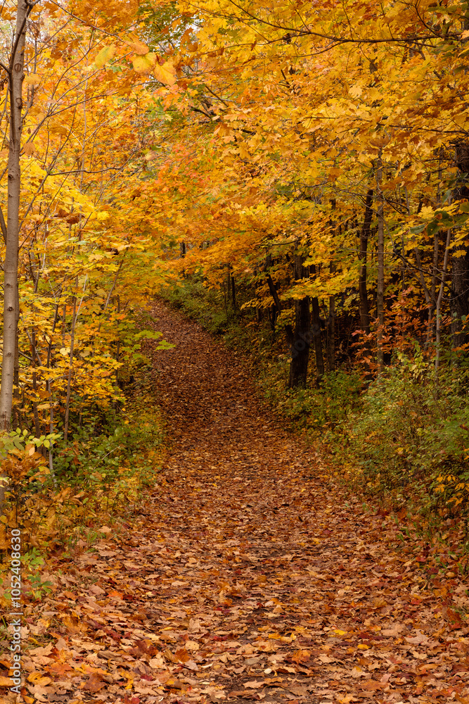 Fototapeta premium Leaf-covered hiking trail through autumn maples within the Pike Lake Unit, Kettle Moraine State Forest, Hartford, Wisconsin