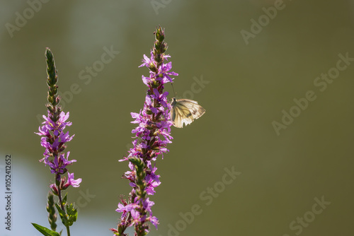 Beautiful blooming flowers in the meadow