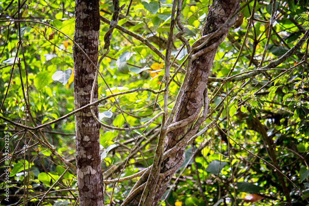 close-up of trees in a jungle, misiones argentina close-up of trees in a jungle, misiones argentina