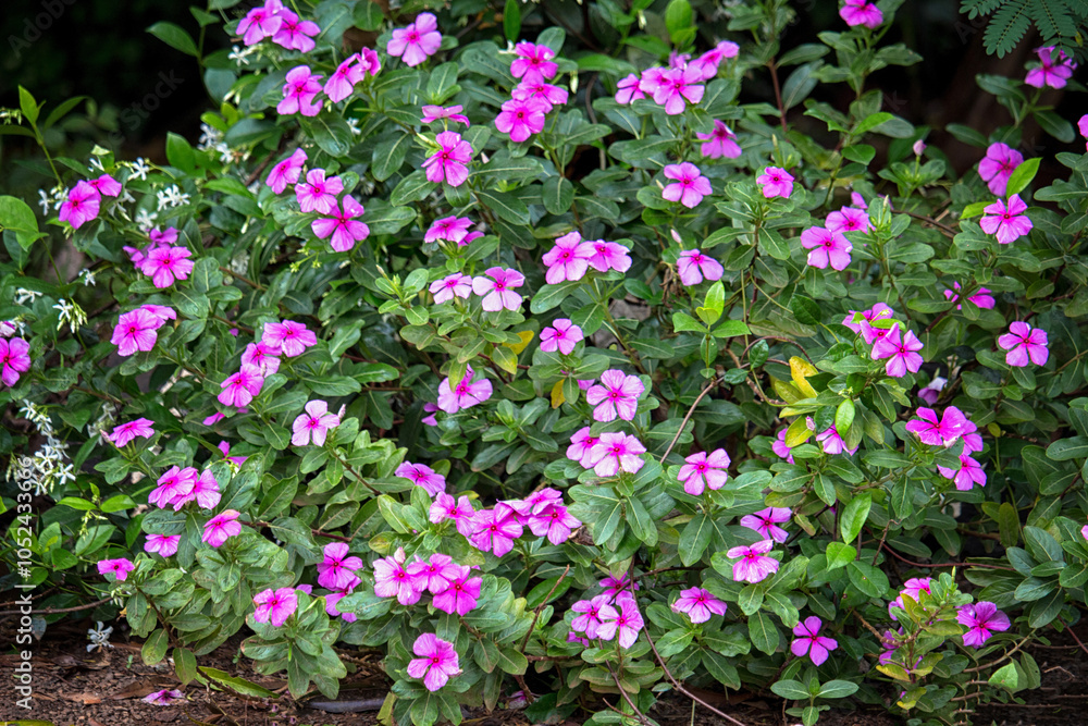 Obraz premium Large bush of many delicate vivid pink flowers of azalea or Rhododendron plant in a sunny spring