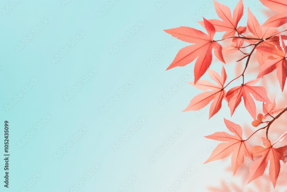 Blue sky background with red maple leaves with copy space. Autumn season banner template. Blue sky background with red maple leaves with copy space. Autumn season banner template.