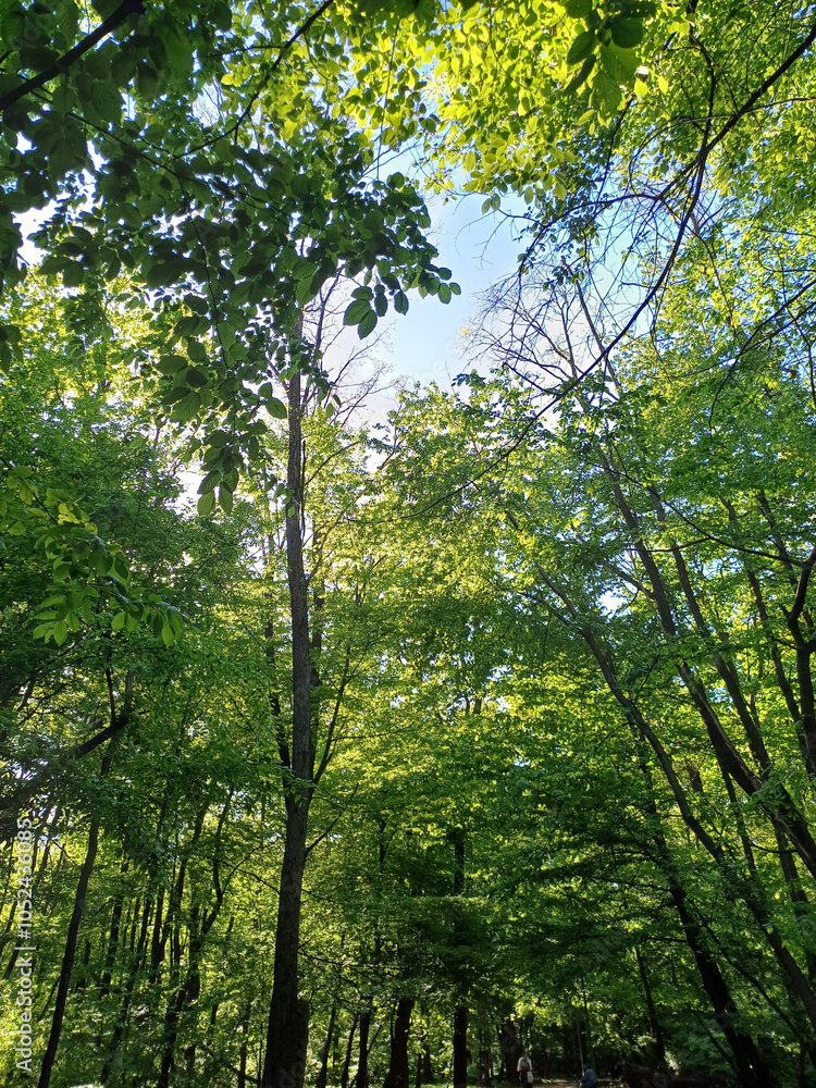 Fototapeta premium summer background: trees with green leaves against the sky in sunlight