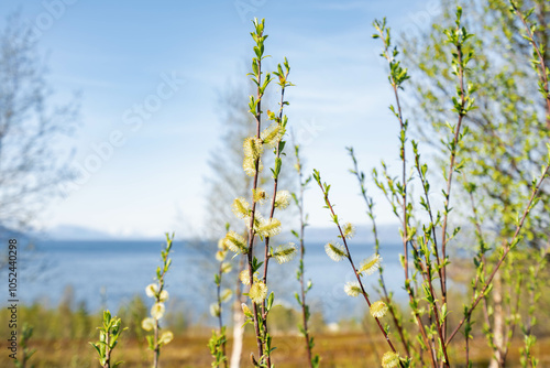 Salix caprea, known as goat willow or great sallow catkins