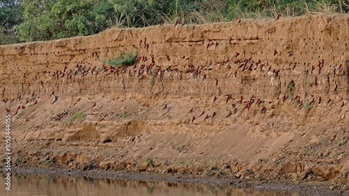 colony of southern carmine bee-eater (Merops nubicoides) on a steep wall of Luangwa river, South Luangwa National Park, Mfuwe, Zambia, Africa photo