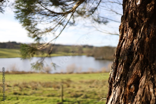 A tree trunk with an emphasis on the rough texture of the bark in the foreground. Behind it is a landscape with green fields and a lake, partially obscured by branches with needles. photo