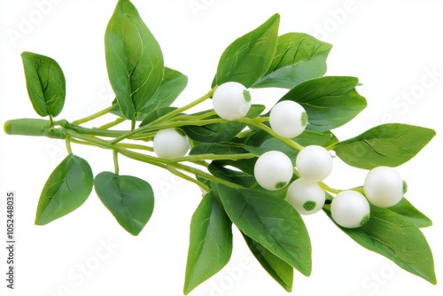 A mistletoe branch with leaves and berries isolated in transparent png format. A Christmas decoration plant for decorating your home.