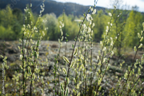 Salix caprea, known as goat willow or great sallow catkins
