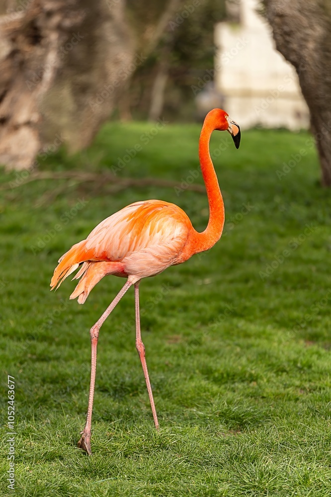 Flamingo bird with orange feathers and long legs, walking freely on green grass. Flamingo bird with orange feathers and long legs, walking freely on green grass.