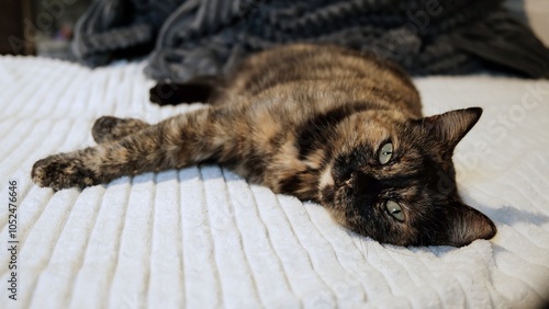 Принти на полотні One tortoiseshell resting cat lies on side looking at camera