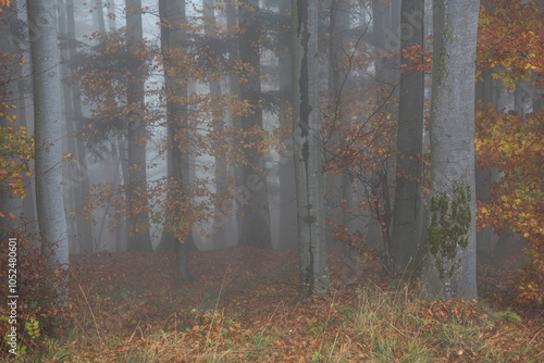 Autumm the bright colors in the forest photo