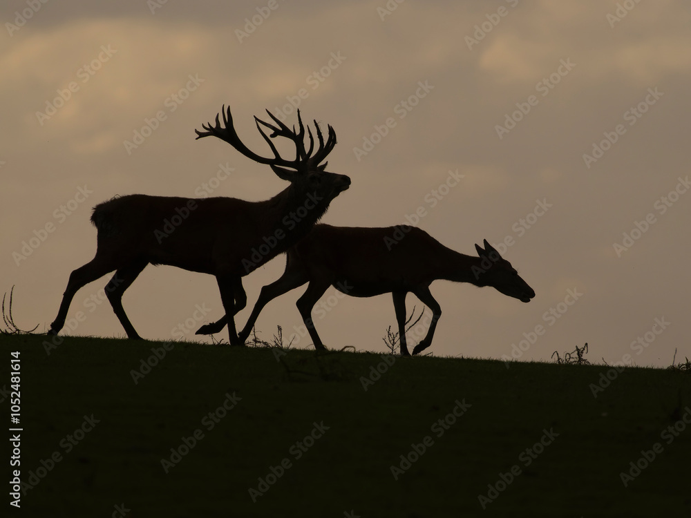 Naklejka premium Red deer, Cervus elaphus