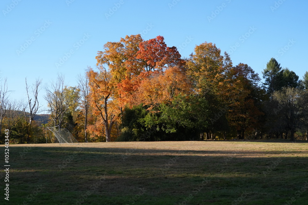 Naklejka premium autumn landscape with trees