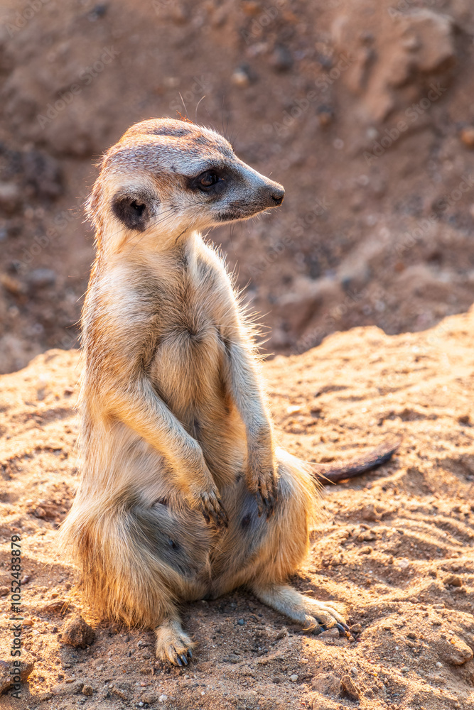 Fototapeta premium Meerkat, Suricata suricatta, on hind legs. Portrait of meerkat standing on hind legs with alert expression. Portrait of a funny meerkat sitting on its hind legs.