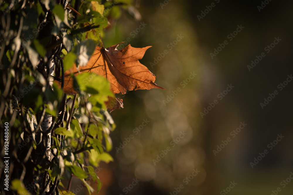 Fototapeta premium GOLDEN AUTUMN LANDSCAPE - Colorful maple leaves along a country road