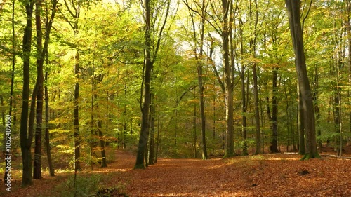 Autumn, beautiful forest with flying leaves