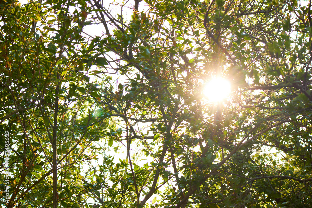 Obraz premium green leaves background and sunlight in the morning