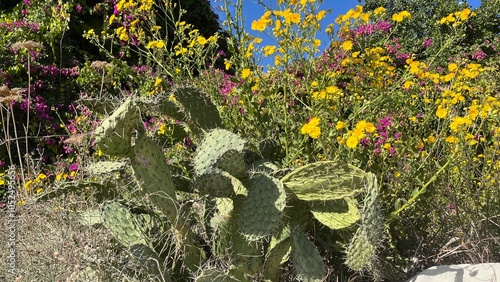 Prickly Pear Cactus in Blooming Garden with Yellow and Magenta Flowers with its green, spiny pads, is set against a backdrop of yellow and magenta flowers under a clear blue sky