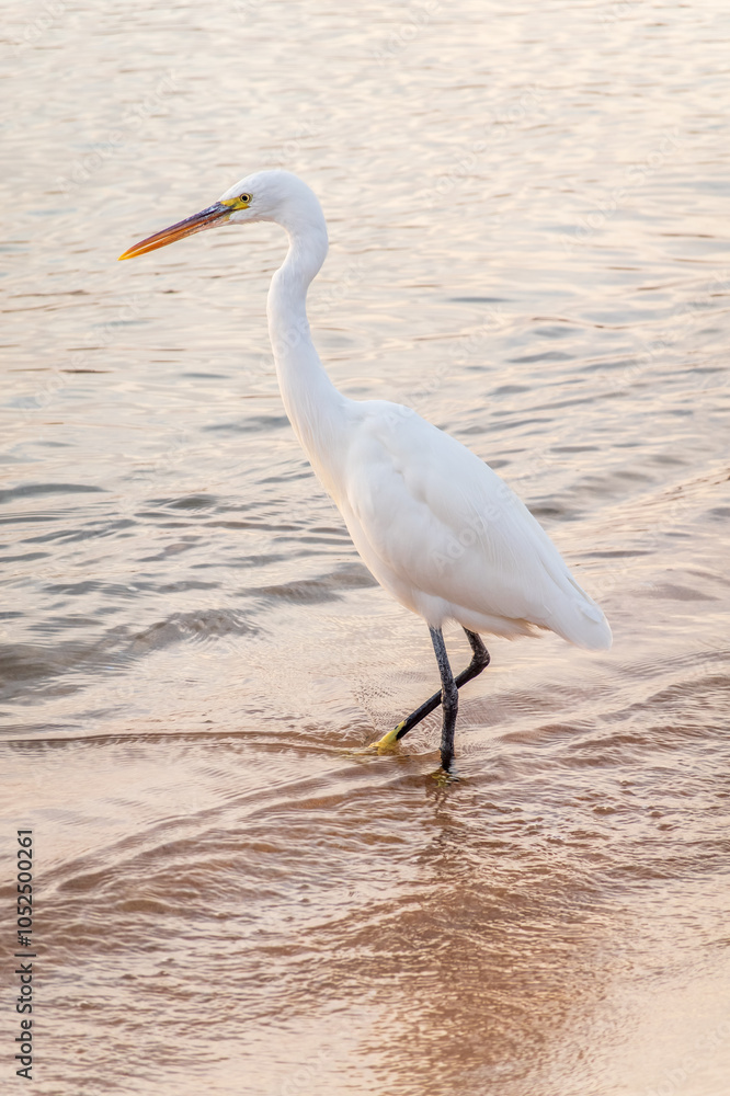Great egret (Ardea alba), a medium-sized white heron fishing on the sea beach Great egret (Ardea alba), a medium-sized white heron fishing on the sea beach