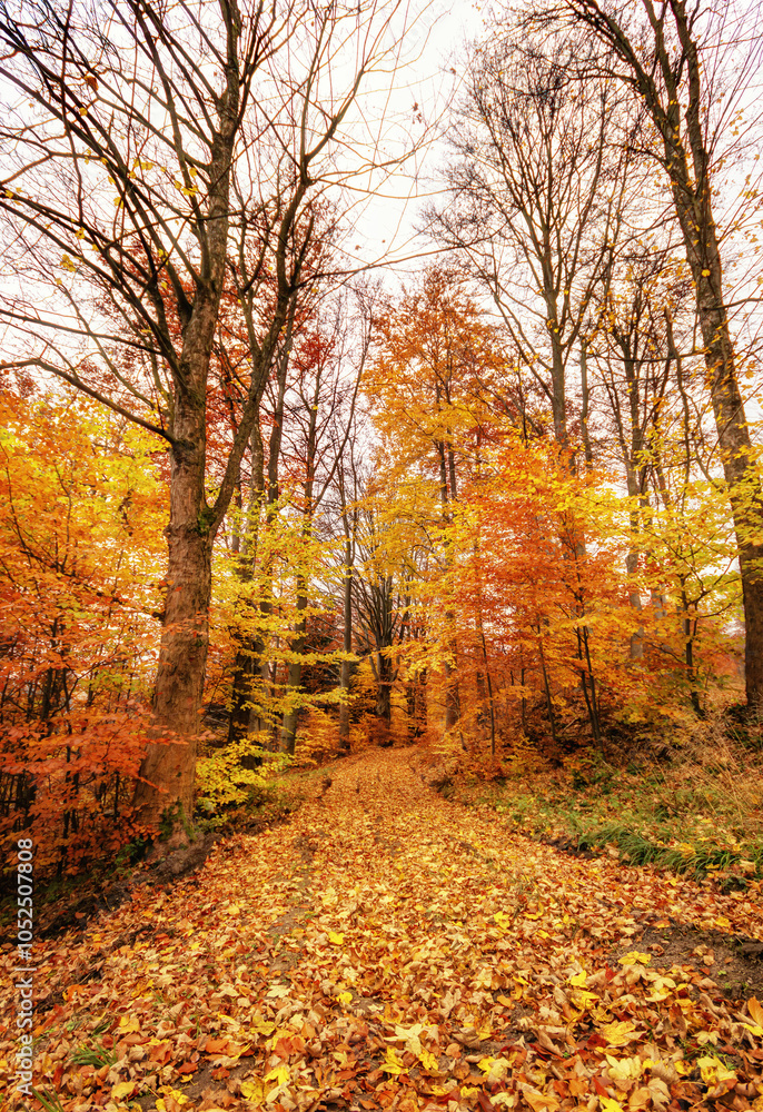 autumn in the mountains, Lower Silesia, Poland. autumn in the mountains, Lower Silesia, Poland.