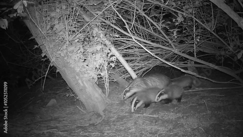 beautiful wild badgers Meles meles family in spring night near cave

